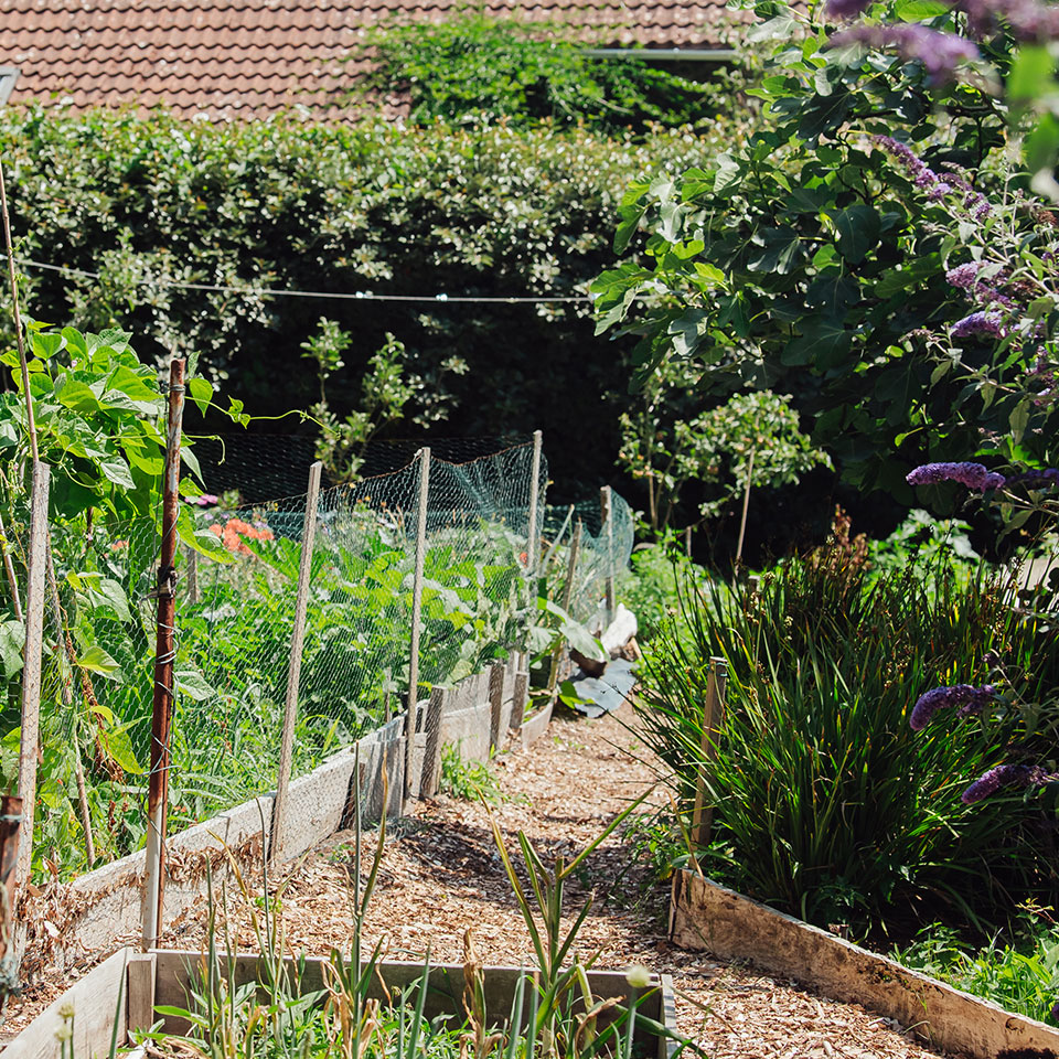 Our Allotment