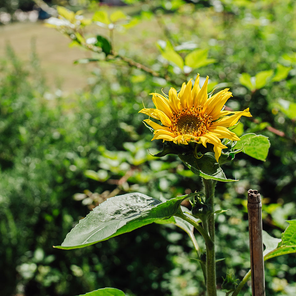 Our Allotment