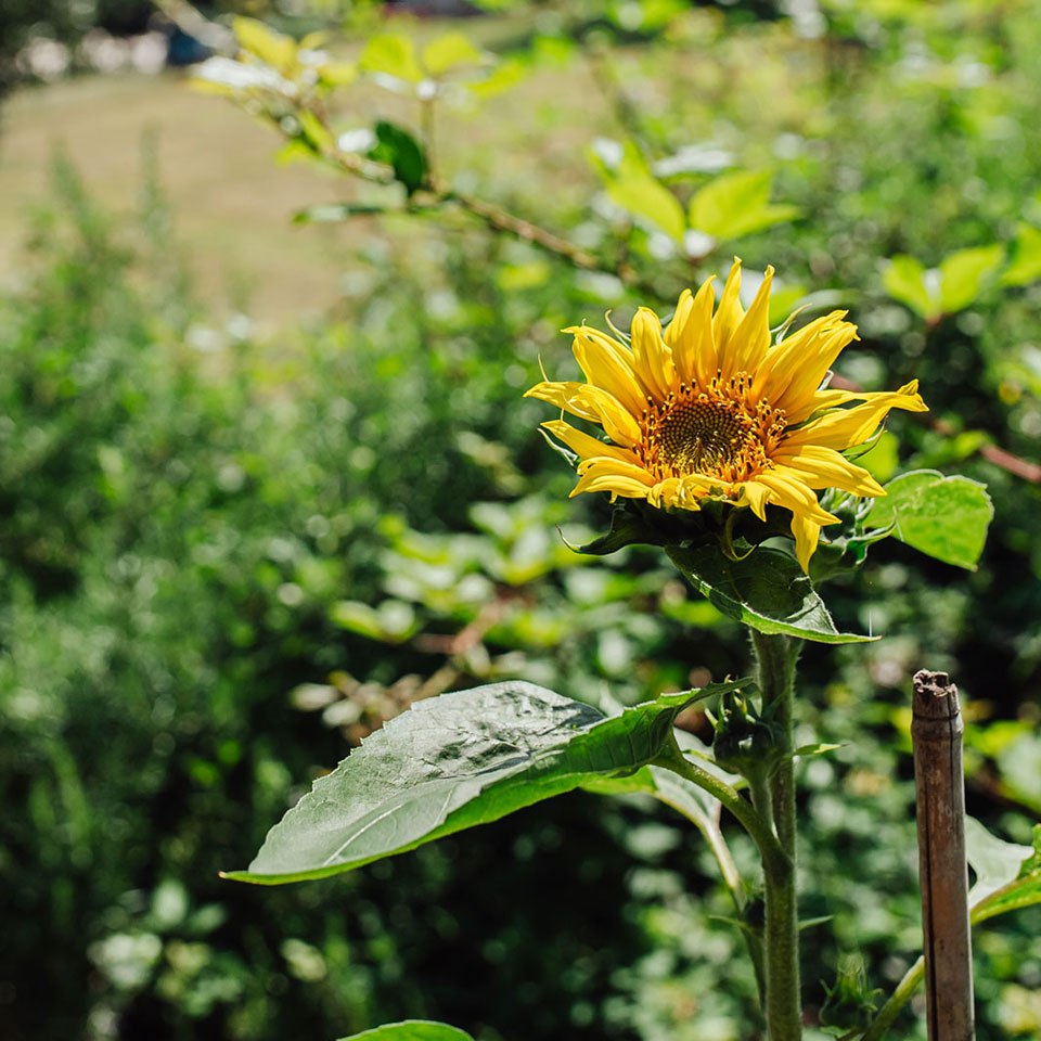 Our Allotment